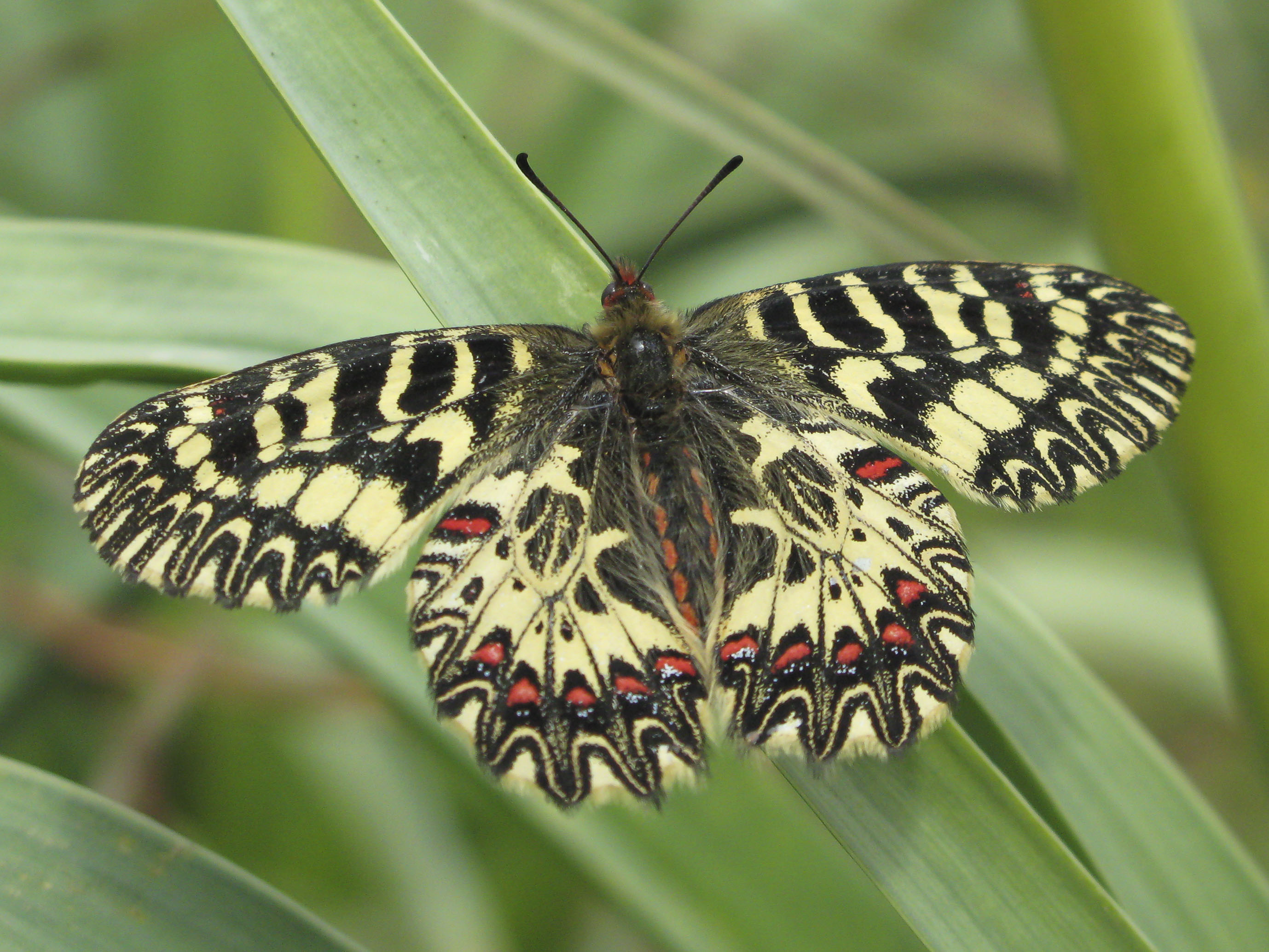 Italian festoon  - Zerynthia cassandra